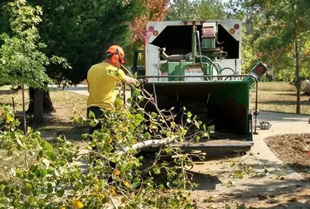 A worker in protective gear feeds branches into a wood chipper on a sunny day, with trees and a truck in the background.