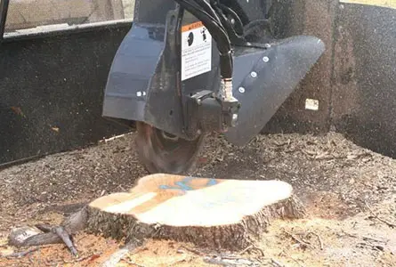 A cat is standing on the stump of a tree.