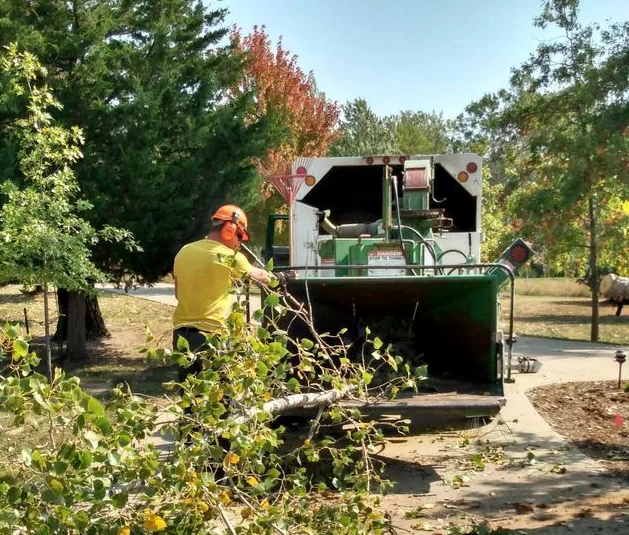 Worker in a yellow shirt uses a wood chipper to process tree branches in an outdoor area surrounded by trees and greenery.