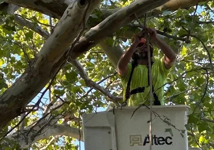 A worker in a bright green shirt trims branches while standing in an elevated bucket lift amid the tree foliage.